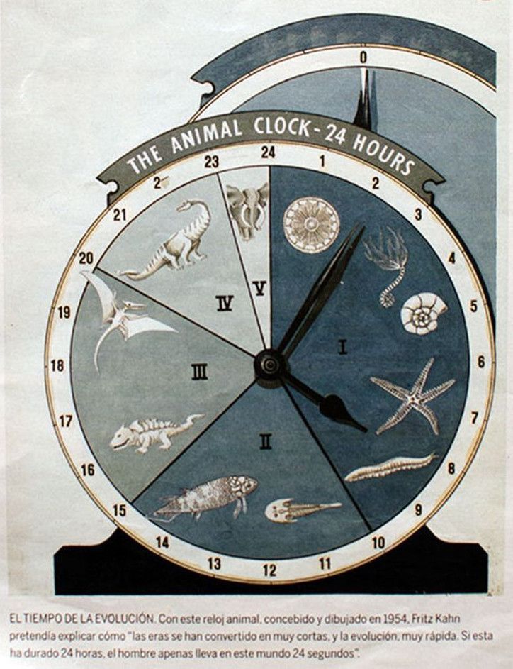 El tiempo de la evolución