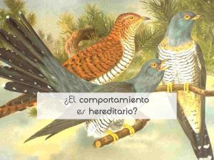¿El comportamiento es hereditario?