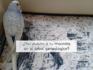 ¿Has puesto a tu mascota en el árbol genealógico?