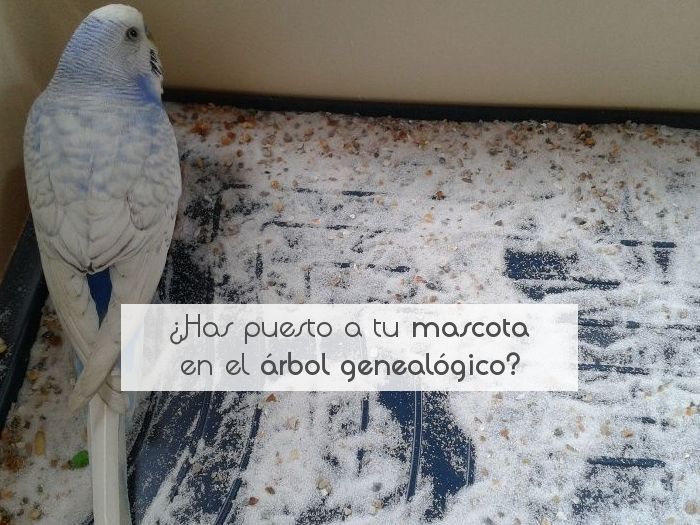 ¿Has puesto a tu mascota en el árbol genealógico?