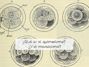 ¿Qué es el quimerismo? ¿Y el mosaicismo?