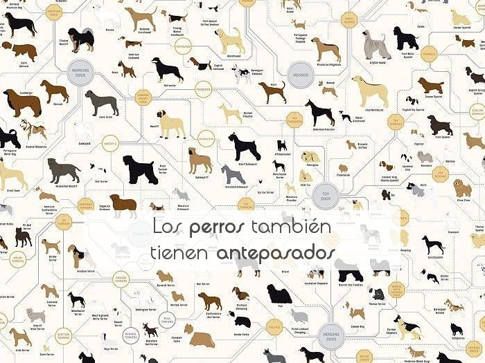 Los perros también tienen antepasados
