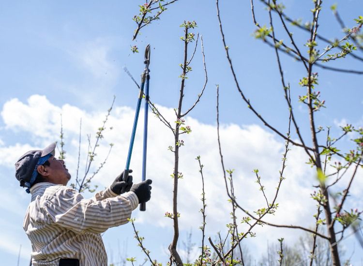 ¿Se debe podar el árbol genealógico?