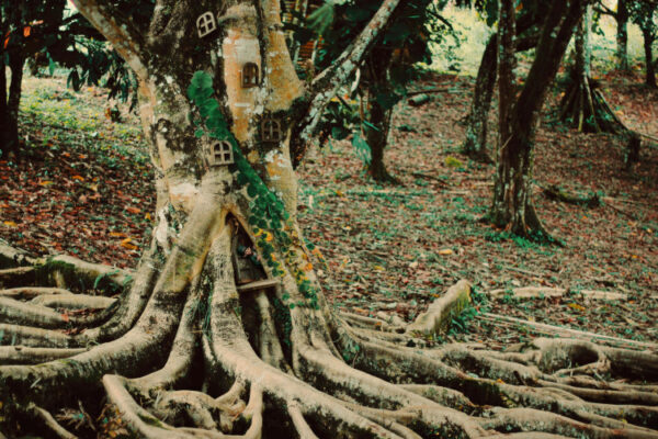 Raíces versus árbol genealógico